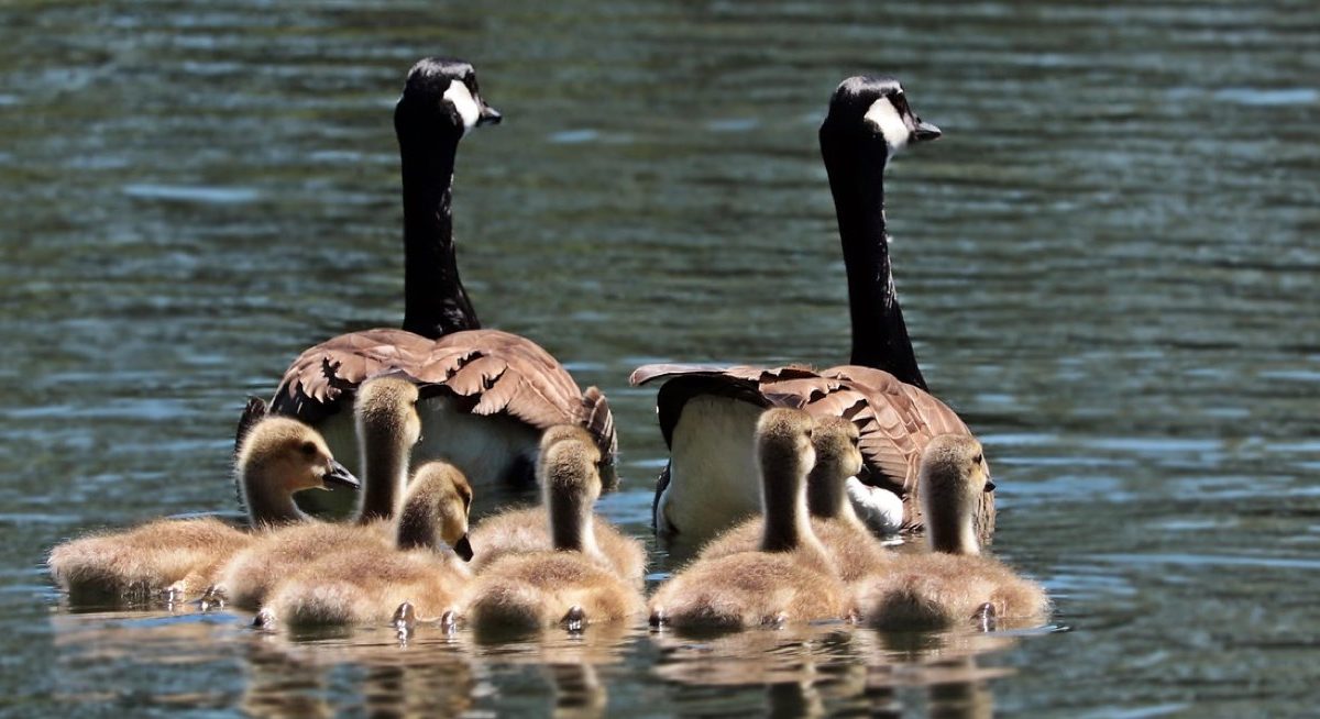 Balades lacustres faciles en famille autour des lacs de Savoie