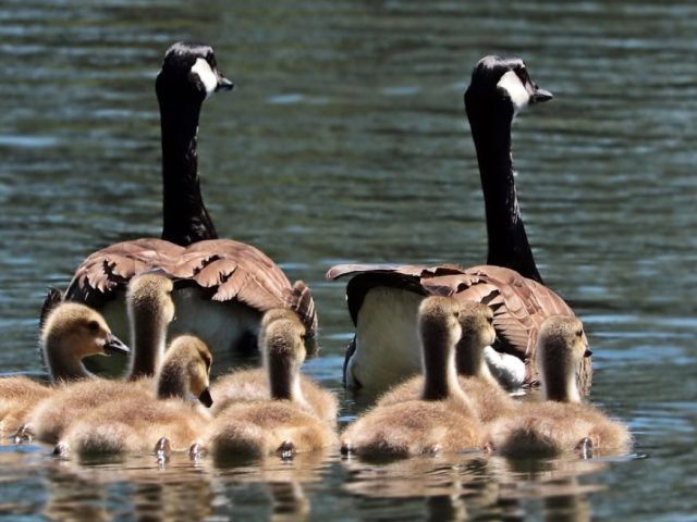 Balades lacustres faciles en famille autour des lacs de Savoie