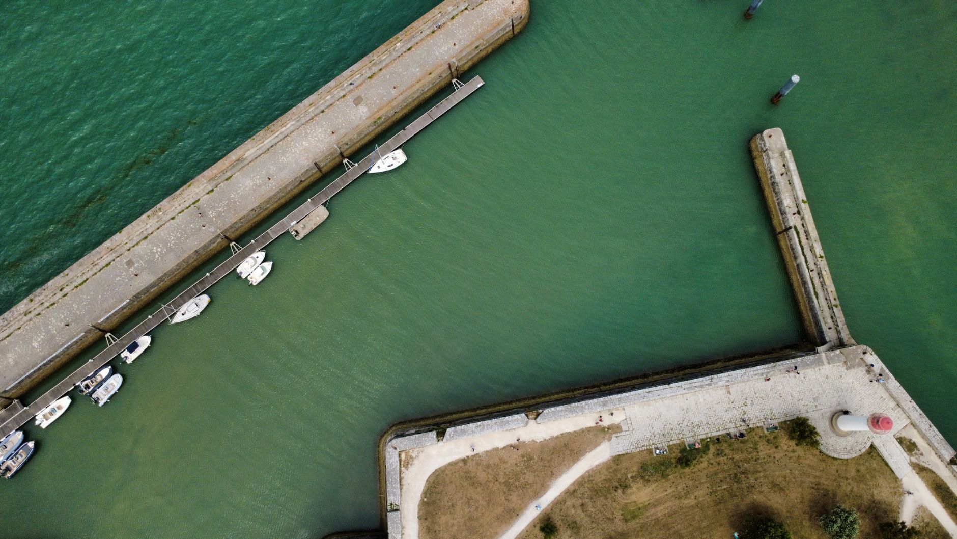 Les cyanobactéries dans les lacs : un danger sous-estimé pour vos chiens